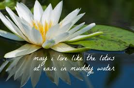 Pin By Sparkly Results On Quotes Lily Pictures Lily Wallpaper White Lotus Flower