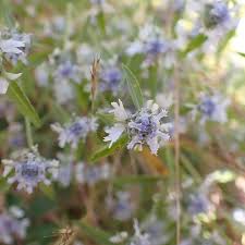 Image result for Haumaniastrum katangense