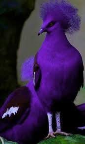 Bird Sitting On Window Sill Meaning Image Result For Purple Birds Purple Bird Most Beautiful Birds Beautiful Birds
