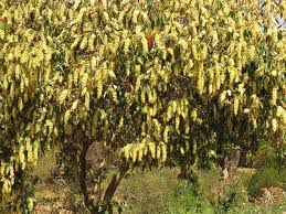 Image result for Croton gratissimus