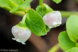 Image result for Vaccinium stanleyi