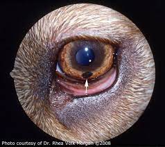 We have covered allergies in dogs elsewhere in another article. My Dog Has Developed A In Her Eye Just Outside The Pupil This Area Is And The Is Darker She Is Seven Years Old What Do