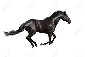 Maybe you would like to learn more about one of these? Beautiful Horse Isolated On White Background Stock Photo Picture And Royalty Free Image Image 36972519