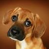 Wir suchen für layla ein ruhiges zuhause ohne kinder und ohne hunde, wo sie der geliebte mittelpunkt sein darf. 1
