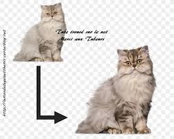 Find kittens and cats for sale registered cat breeders in australia. Persian Cat Munchkin Cat Turkish Angora European Shorthair Stock Photography Png 1000x800px Persian Cat Asian Semi