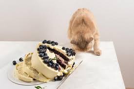 Passende rezeptideen und hilfreiche tipps zum verschicken von kuchen zum muttertag. Freche Katze Mit Defektem Kuchen Bestrafung Und Bedauern Missgeschick Nette Scottishfaltenkatze Ruinierter Geburtstag Stockfoto Bild Von Missgeschick Nette 148125204