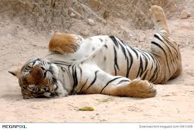 Male Adult Bengal Tiger Sleeping,thailand,asia Cat Stock Photo ...