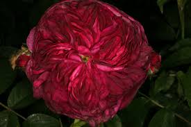 Maybe you would like to learn more about one of these? The Garden Of Medicinal Plants