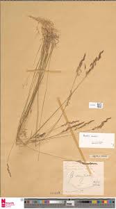 Image result for Dictyophleba ochracea