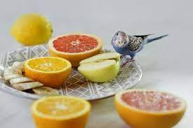 We did not find results for: Can Parrots Eat Citrus Fruit Lemons Limes Grapefruit Oranges