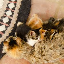 How Soon Can A Cat Go Into Heat After Giving Birth