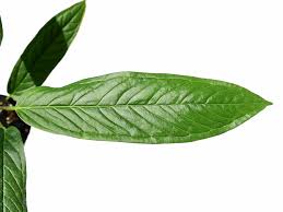 Image result for Limeum argute-carinatum