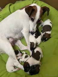 Image result for foxteriér hladkosrstý