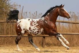 A traditional genre western, appaloosa sets itself apart with smart psychology, an intriguing love triangle, and good chemistry between the leads. Appaloosa Horse Breed Information History Videos Pictures