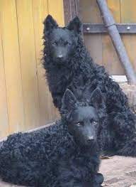 top 10 samye redkie porody sobak v mire rare dog breeds rare dogs dog breeds