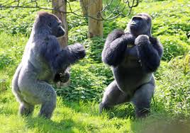When people think of a gorilla, they might think of a ferocious beast, beating its chest with its fists. Gorillas Chest Beating Boxing Match Caught On Camera At Zoo In Devon
