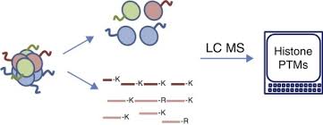Methyl group can be removed by hdm cofactor: Mass Spectrometry Analysis Of Histone Post Translational Modifications Sciencedirect