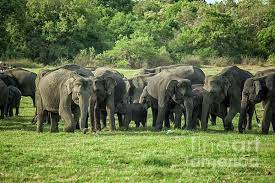 Learn about life in a herd of elephants why these animals like to stick together. A Herd Of Elephants With Young By Patricia Hofmeester Herd Of Elephants Art Friend Sri Lankan Elephant