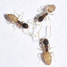 The Ghost Ant Tapinoma Melanocephalum Is Thought To Be Native To Africa Or Asia Though It Is Now Found Worldwide In The United S Ants Types Of Ants Species