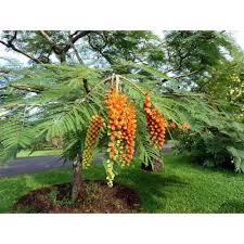 Image result for Colvillea