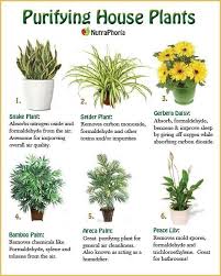 Air Purifying Indoor Plants Indoor Air Purifying Plants Plants Inside Plants