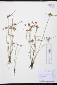 Image result for Cyperus difformis