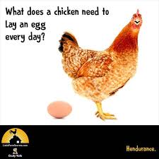 Joke Gallery Funny Animal Jokes Chicken Jokes Dog Jokes