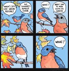 Why Do Birds Fly South For The Winter Joke Pin By Karalynn Nicole On A Doe Breathing In A Meadow V L Sassy Animals Funny Comics Comics