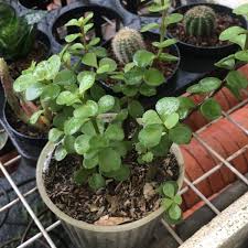 Bursa tanaman hias bsd city, serpong. Pusat Tanaman Hias Bsd 1 Tip From 215 Visitors