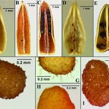 Image result for Anisosepalum alboviolaceum