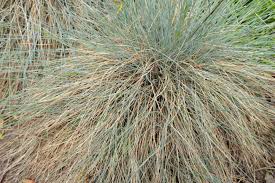 Image result for Festuca caprina