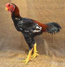 Fiszkoteka, your checked english malaysian dictionary! Malay Chicken Characteristics Temperament Full Breed Info