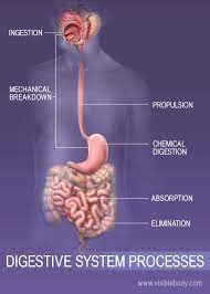 Ingestion Digestion Absorption And Elimination In The Body Human Digestive System Digestion Digestive System