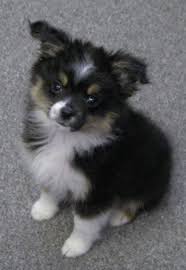 These playful mini aussiedoodle puppies are a mix between the australian shepherd and mini poodle. Teacup Toy Australian Shepherd Puppies Teacup Puppy Breeds Aussie Dogs