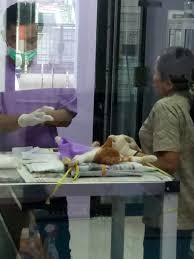 Save 25% on veterinary bills with our affordable pet insurance alternative. Vet To Pet Bandung 62 22 20529821 Jalan Terusan Jakarta No 216 220 Antapani Tengah Antapani Antapani Tengah Antapani Kota Bandung Jawa Barat 40291 Indonesia
