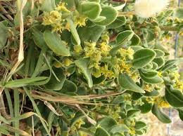 Image result for Tetragonia spicata