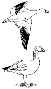 Free Free 302 Snow Goose Svg SVG PNG EPS DXF File
