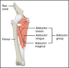The adductor longus and gracilis both originate form from the pubic bone. Copenhagen Adductor Exercise Therapeutic Associates Physical Therapy