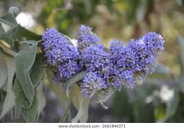 Image result for Buddleja salviifolia