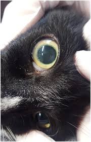 Even though our human tongues have. Feline Cutaneous Nodular And Ocular Cryptococcus Neoformans In Belgium