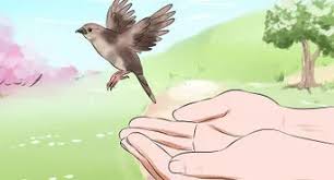 How To Make Emergency Baby Bird Food 11 Steps With Pictures