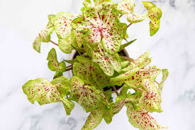 Caladium bulbs are typically planted during the spring season when the danger of frost is over. Caladium Plant Care Growing Guide