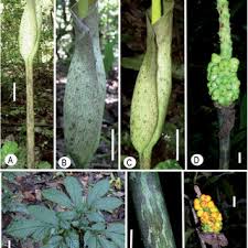 Image result for Englerophytum rwandense