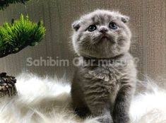 Safkan Super Kalite Blue Bebisler Sahibimolurmusun Com 2020 Scottish Fold Hayvan Babalar