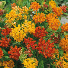 Image result for Asclepias