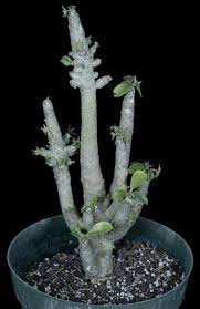 Image result for Dorstenia