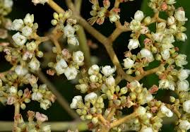 Image result for Harungana madagascariensis