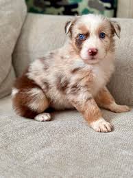 Malin Family Aussies