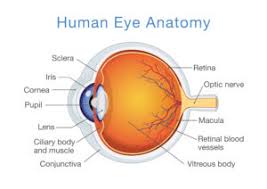 How To Reverse Or Fix Optic Nerve Cupping Nvision Eye Centers