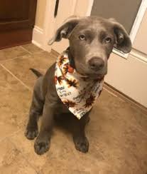 Having a hard time selecting a puppy name for your new french bulldog. Dog Names 1 000 Of The Best Dog Names On The Internet Doggypedia